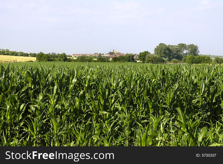 The country with the cornfields