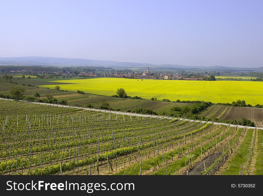 A grape-vine and oilseed rape in the noon sunshine. A grape-vine and oilseed rape in the noon sunshine