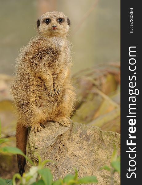 Meerkat