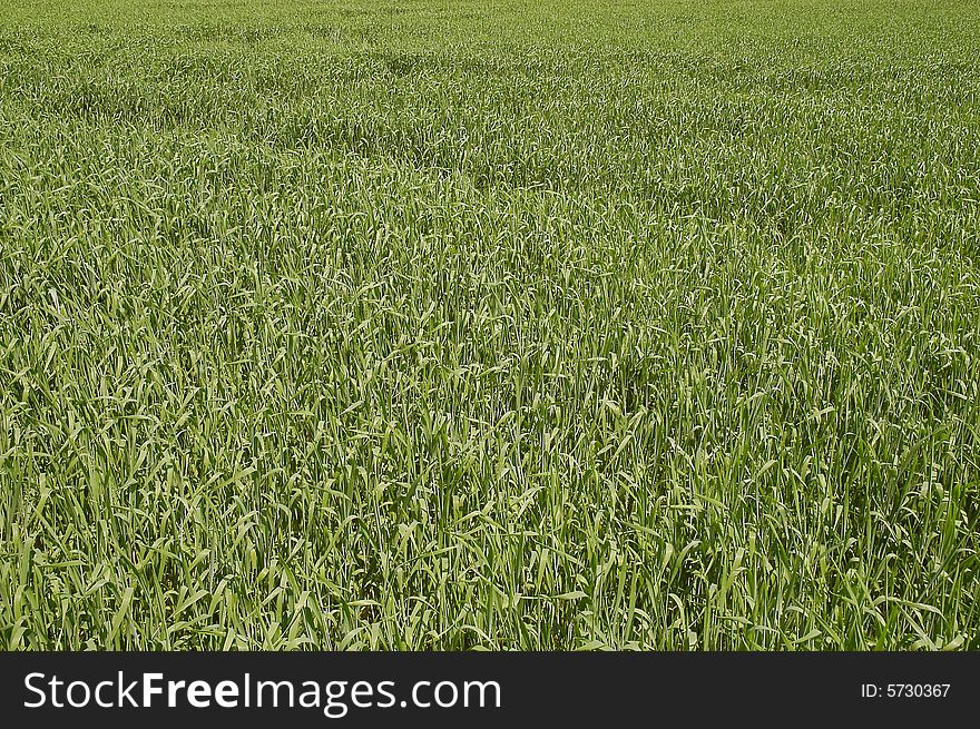 The field with green corn