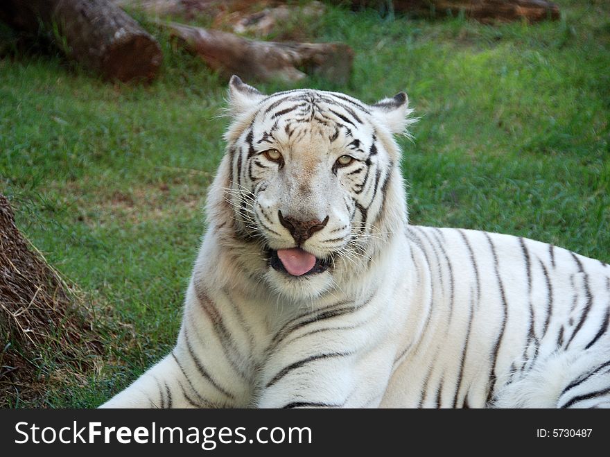 Beautiful Albino Bengal Tiger taken at the Buenos Aires Zoo