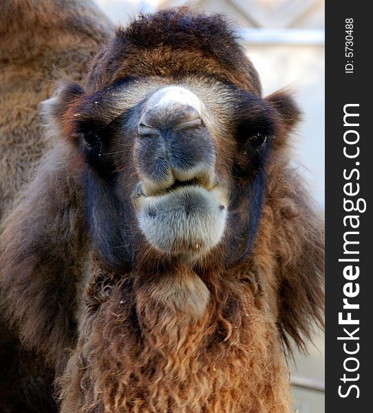 Great portrait  of an adorable camel taken at the Buenos Aires Zoo. Great portrait  of an adorable camel taken at the Buenos Aires Zoo