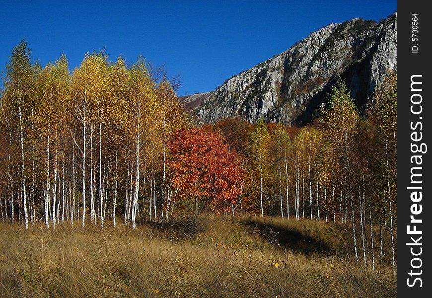 Autumn Birches