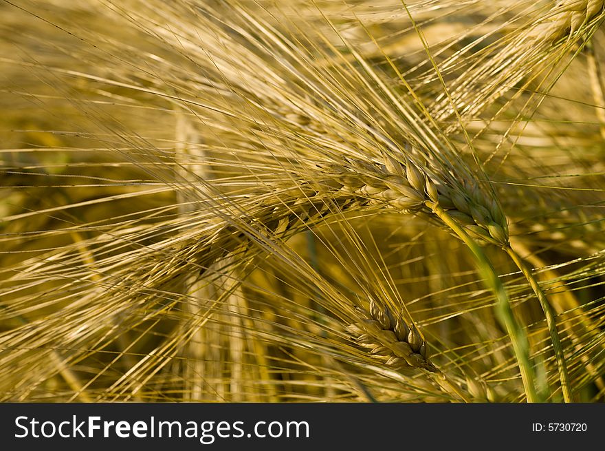 Ripe wheat ears in the field