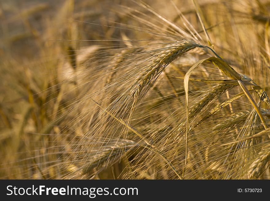 Ripe wheat ears in the field