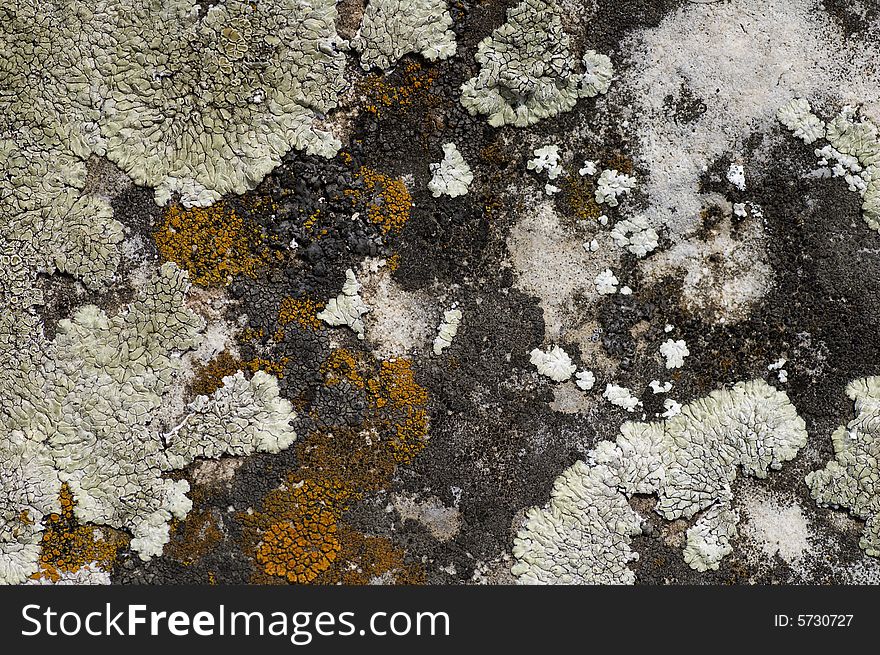 Lichen of different colors on the stone. Lichen of different colors on the stone