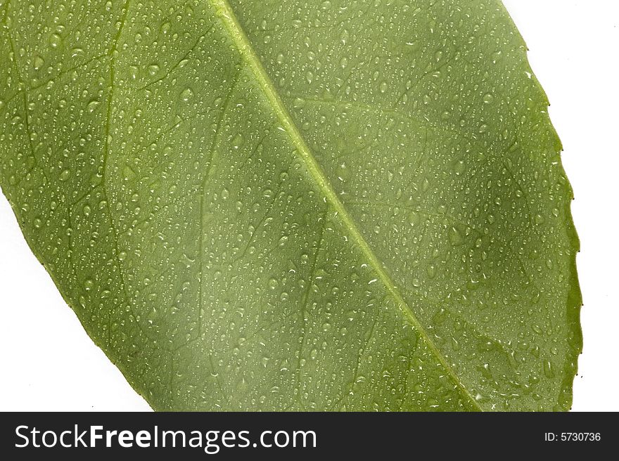 A green leaf whit drops of water