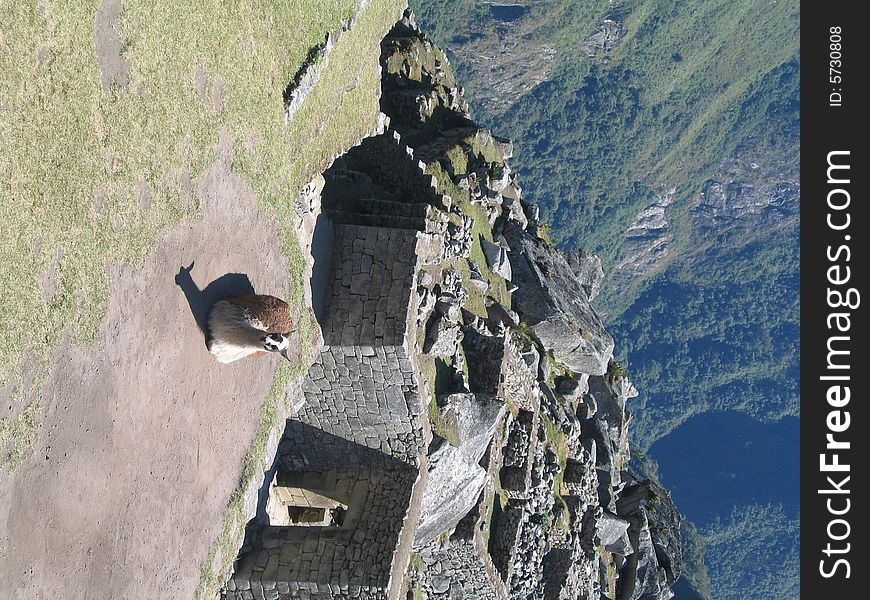 Alpaca resting and staring at the tourists at Machu Picchu. Alpaca resting and staring at the tourists at Machu Picchu