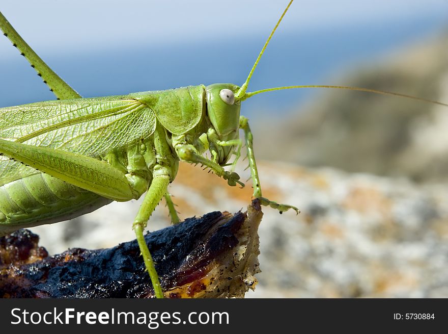 Green locust eating meat