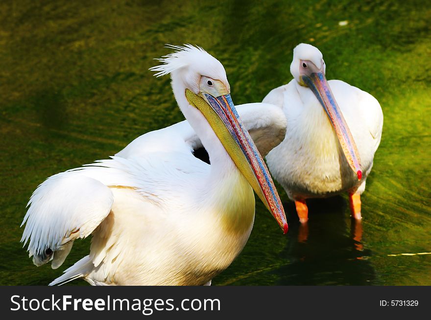 Two beautiful pelicans cleaning body in the pond. Two beautiful pelicans cleaning body in the pond.