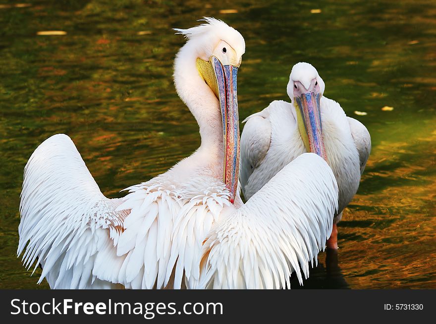 Two beautiful pelicans cleaning their feather .