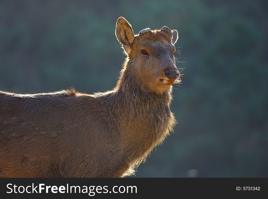 Portrait of a male deer in safari park.shooting by backlighting