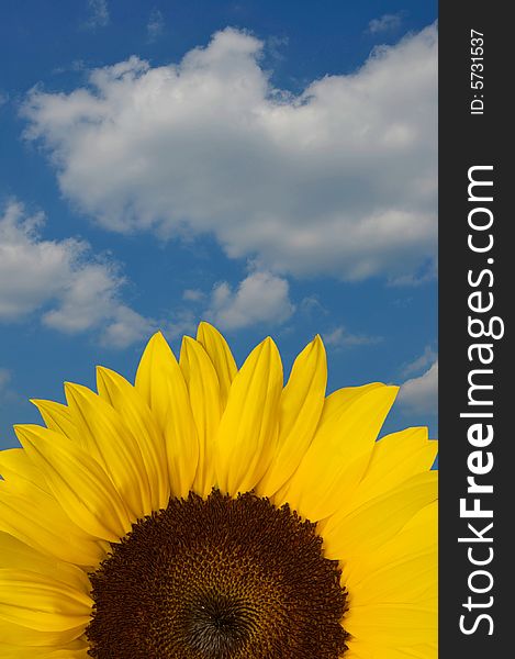 A Sunflower with blue sky in the background. A Sunflower with blue sky in the background