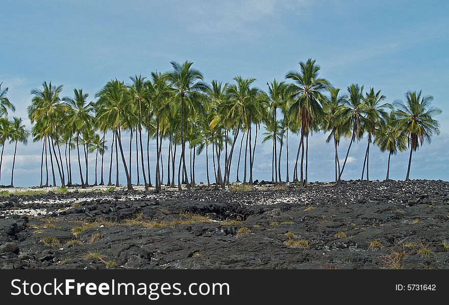 Cluster of Palm Trees on the edge of a lava bed. Cluster of Palm Trees on the edge of a lava bed.