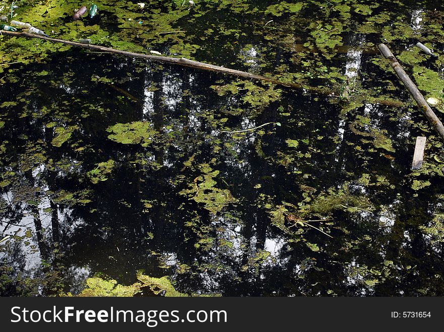 Water pollution in the forest