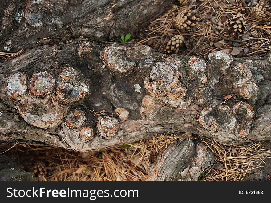 Roots of pine in the forest