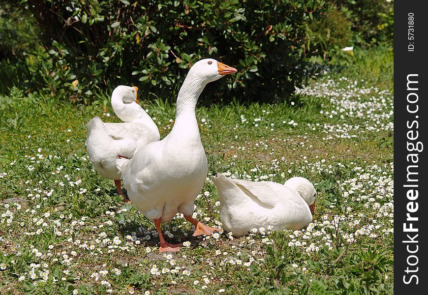 Three Norwegian White Geese in a parklike setting