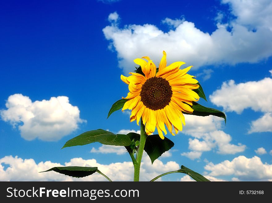 Alone sunflower over cloudy blue sky