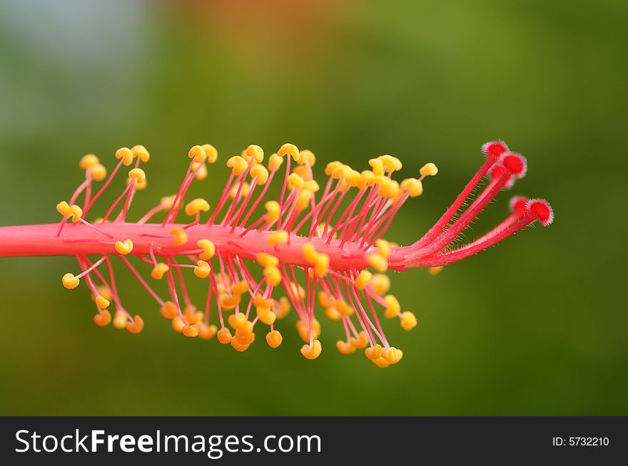 The red hibiscus,pistils and stamens.