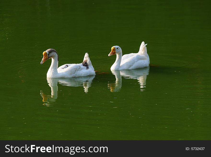The big white geese floating on the green pond water in a garden. The big white geese floating on the green pond water in a garden.