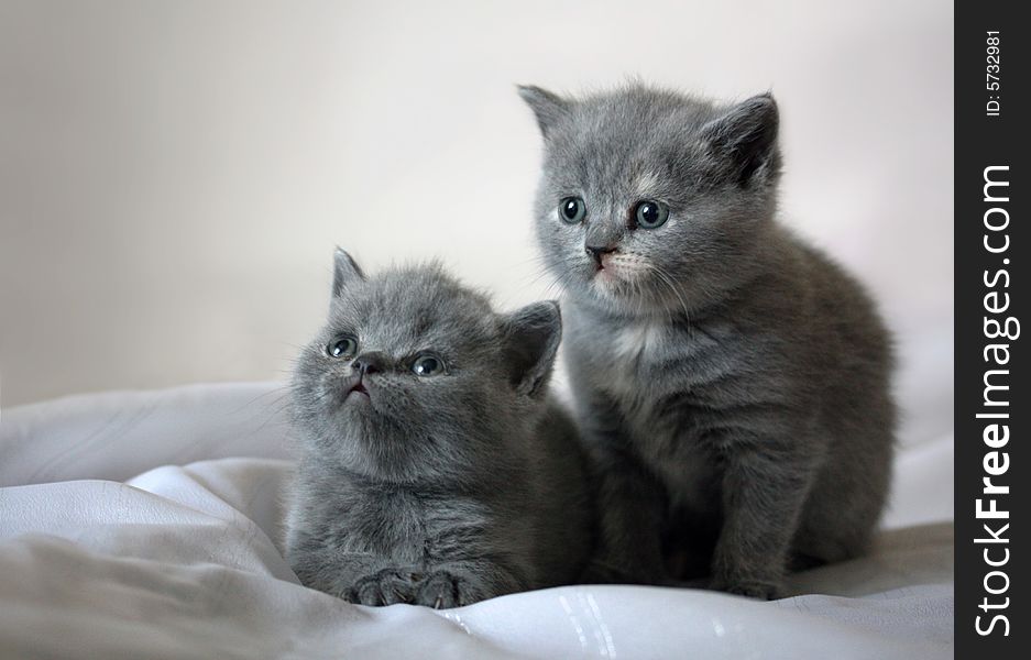 In a photo kittens British and the Scottish lop-eared breed are represented