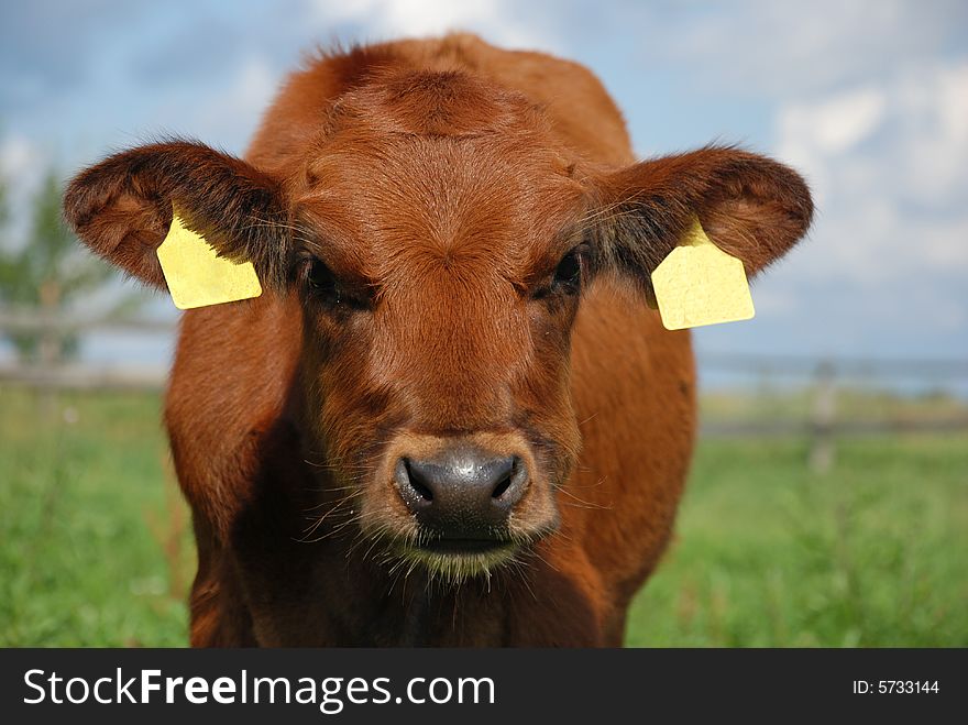 Baby cow looking into camera