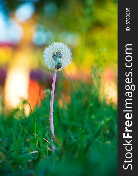 Beautiful vibrant dandelion in meadow lit by the sun in spring. Beautiful vibrant dandelion in meadow lit by the sun in spring