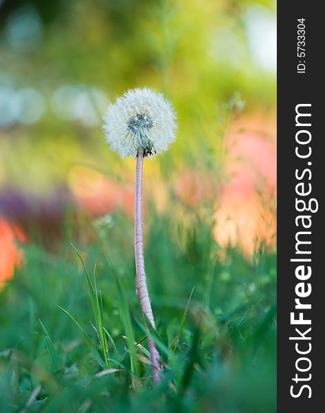 Beautiful vibrant dandelion in meadow lit by the sun in spring. Beautiful vibrant dandelion in meadow lit by the sun in spring