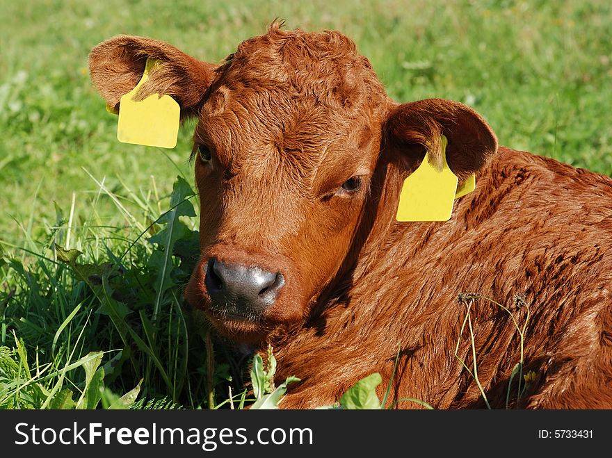 A baby cow on the grass. A baby cow on the grass