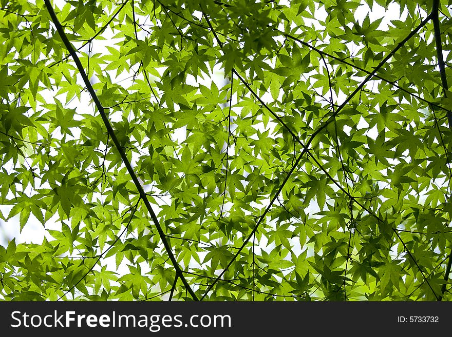Leaves isolated on a neutral background