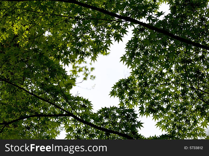 Branches and leaves on a white background