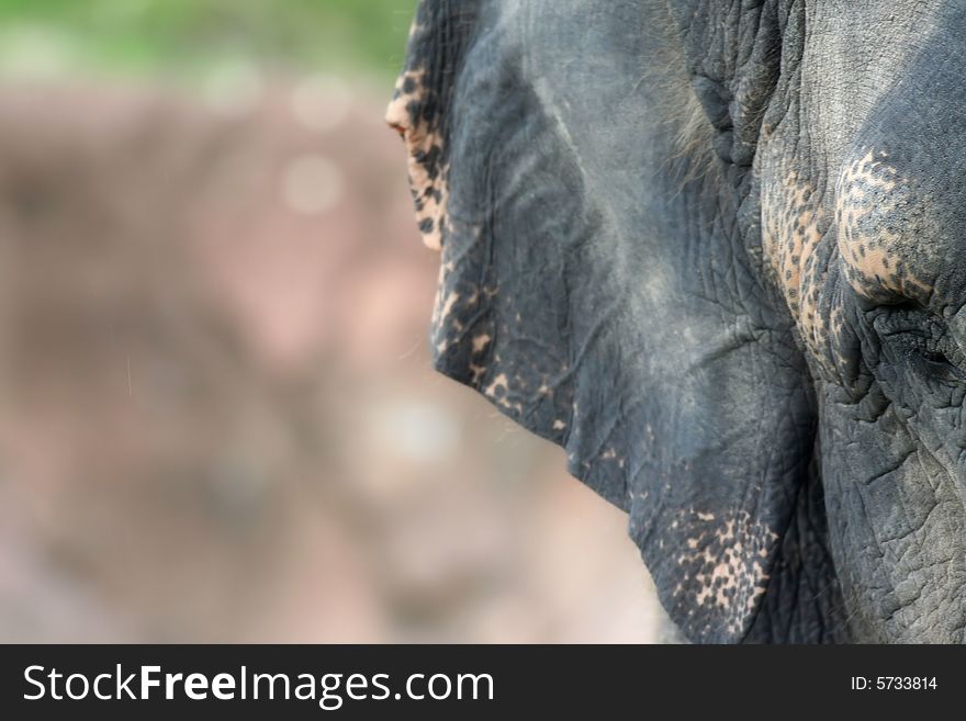 Photo of an elephant taken at Bush Gardens, Tampa Florida