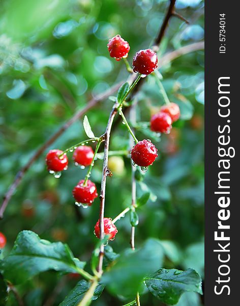 Colorful red organic cherries on branch of tree. Colorful red organic cherries on branch of tree