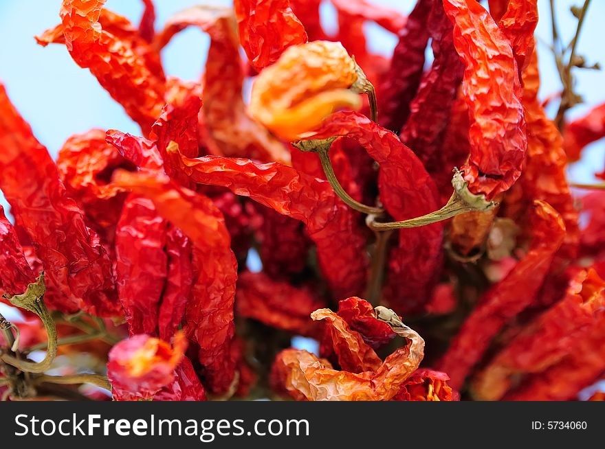 Dried red peppers composition with pale background. Very piquant ones.