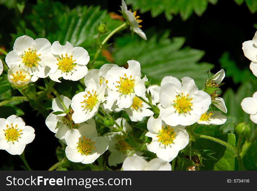 Strawberry bloom in forest or meadow