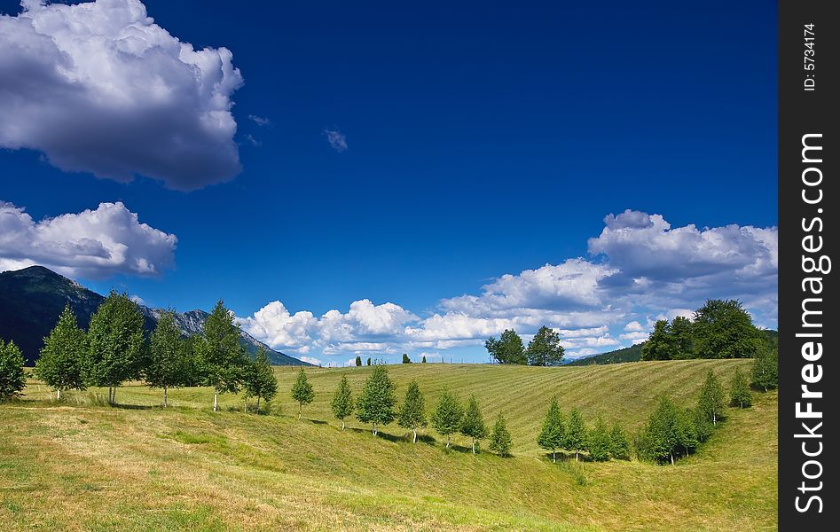 Rural landscape with a row of birches over blue sky