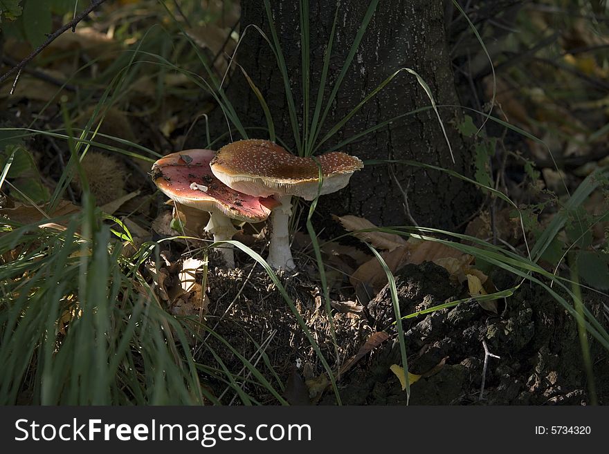 Pair of red patches mushrooms