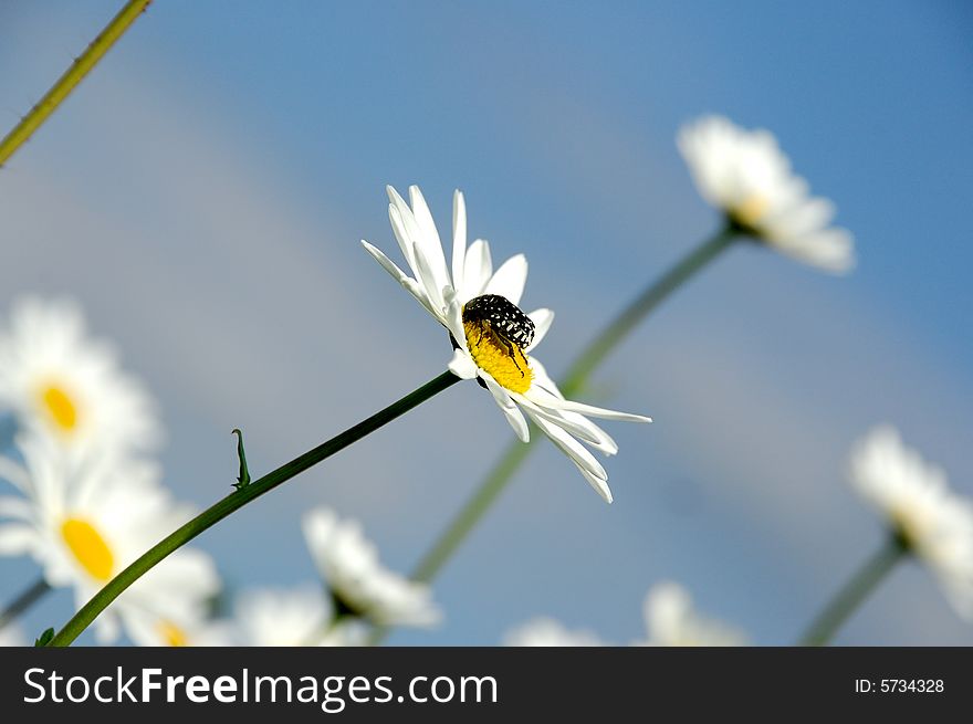 Daisy flowers on sky background - Asteraceae Anthemis ruthenica. Daisy flowers on sky background - Asteraceae Anthemis ruthenica