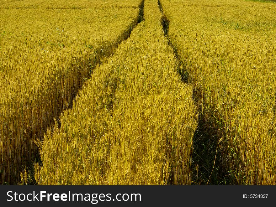 Road through the wheat field