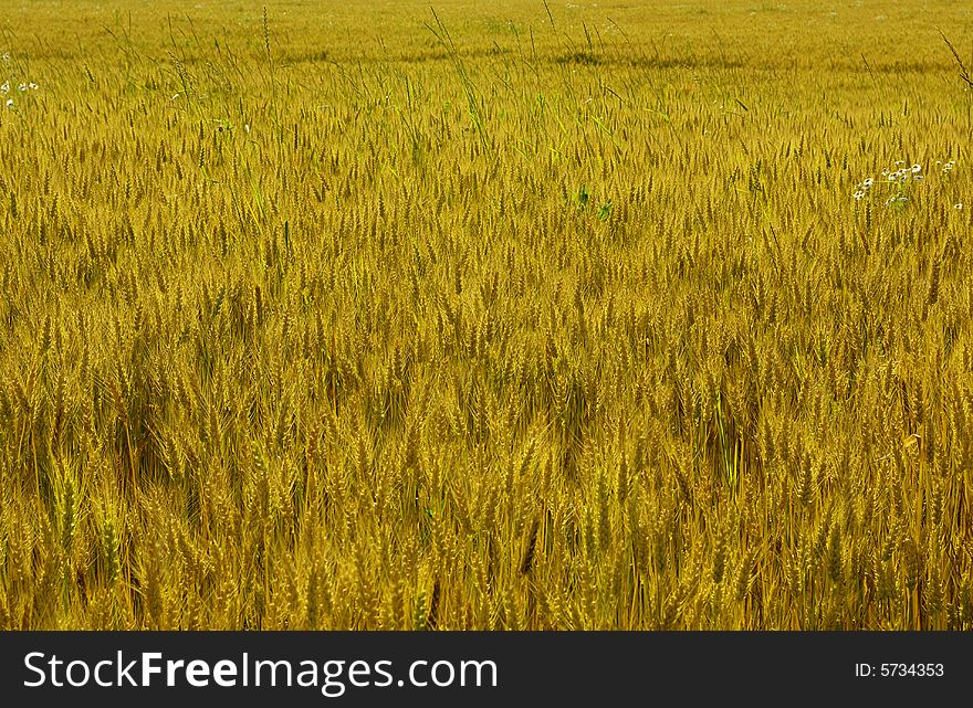 Yellow ears of wheat on the ground. Yellow ears of wheat on the ground