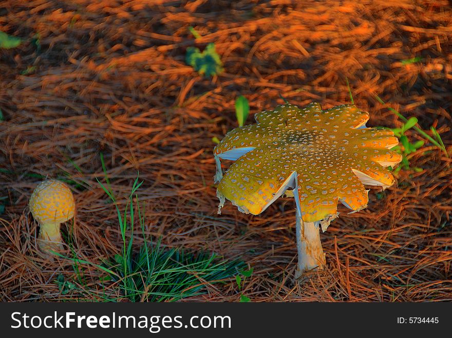 A large toadstool spreads its cap in the late day sun. A younger mushroom grows nearby. A large toadstool spreads its cap in the late day sun. A younger mushroom grows nearby.