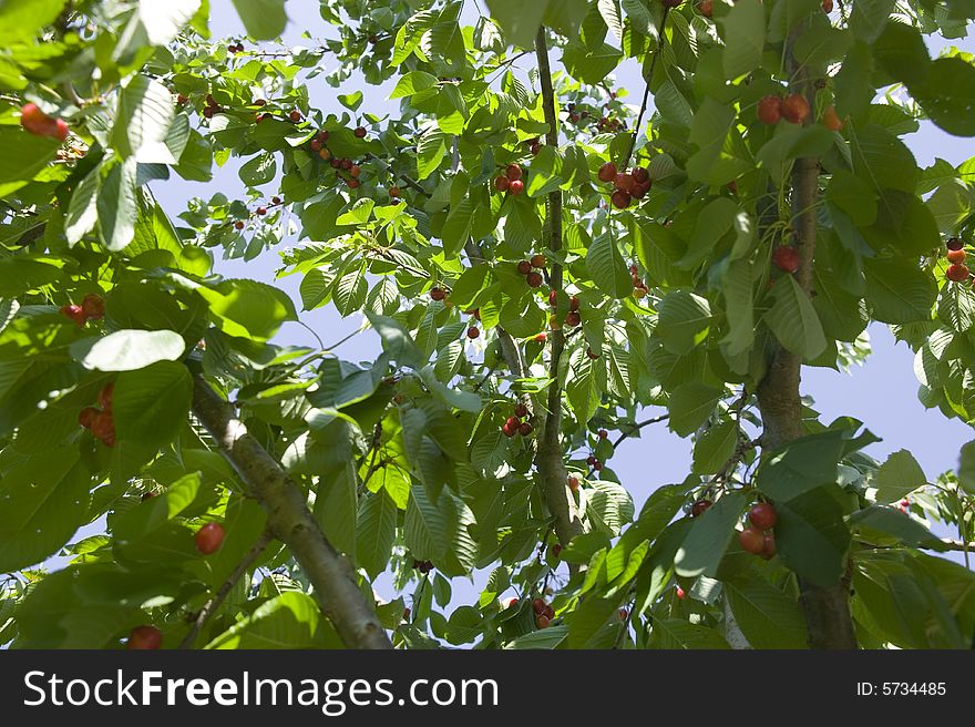 Fresh cherries on the tree