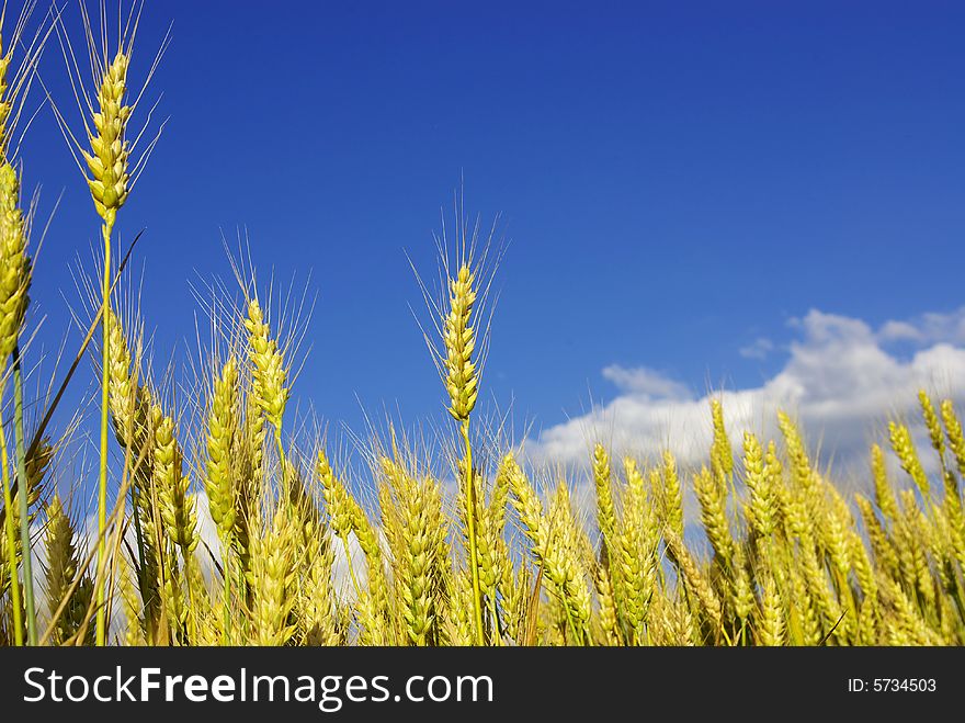 Ears of wheat on a background sky