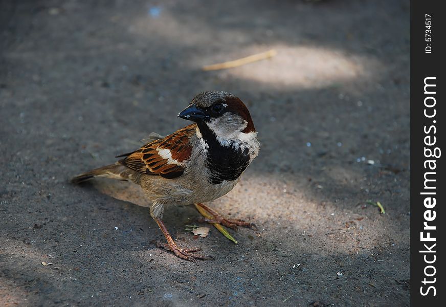 Brown sparrow bird sit on ground looking for food. Brown sparrow bird sit on ground looking for food