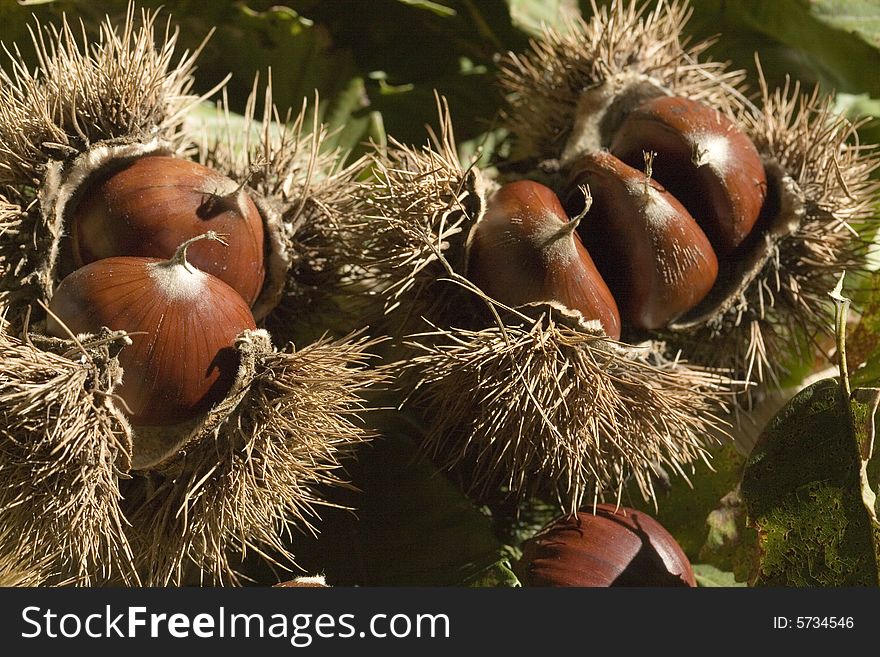 Chestnuts With Husks