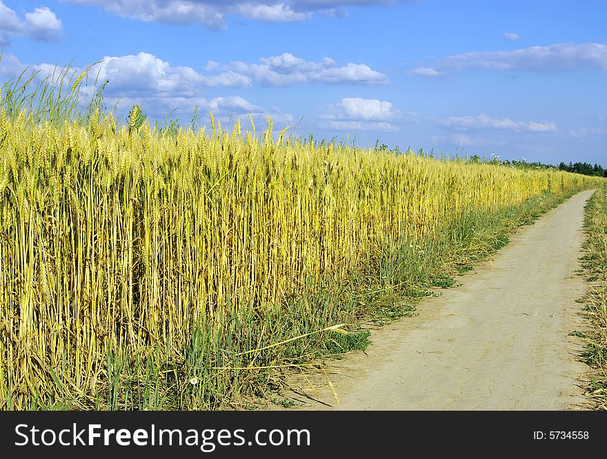 Road through the wheat field