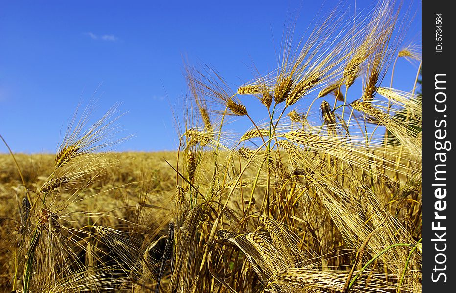 Ears of wheat on a background sky