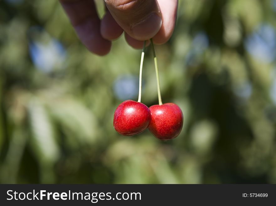 A hand holding two red fresh cherries