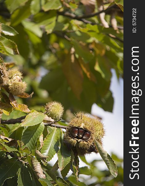 Chestnuts in their husk still on the tree. Chestnuts in their husk still on the tree