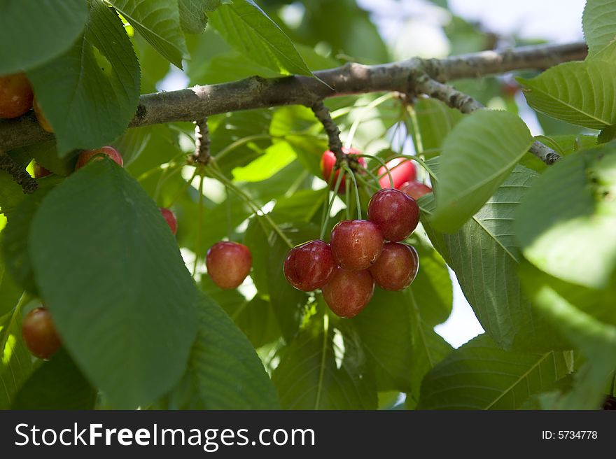 Fresh cherries on the tree